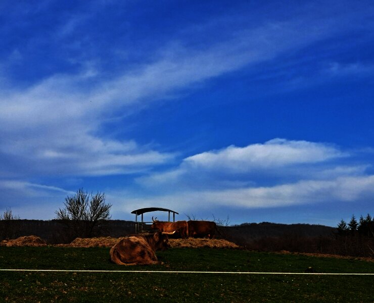 Hochlandrinder auf dem Kueser Plateau