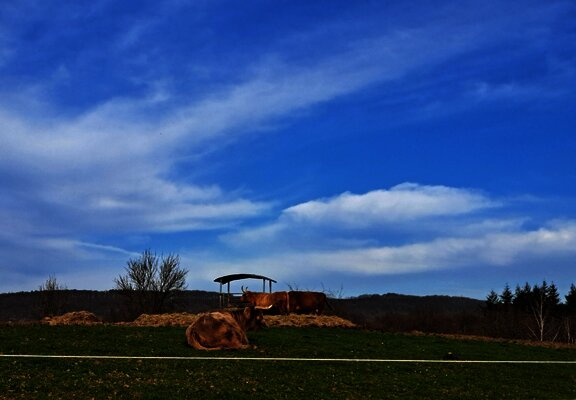 Hochlandrinder auf dem Kueser Plateau