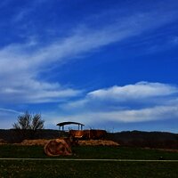 Hochlandrinder auf dem Kueser Plateau