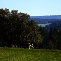 Wiesen entlang der Strecke