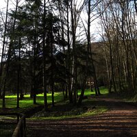 Natur pur - Waldabschnitt entlang der Strecke