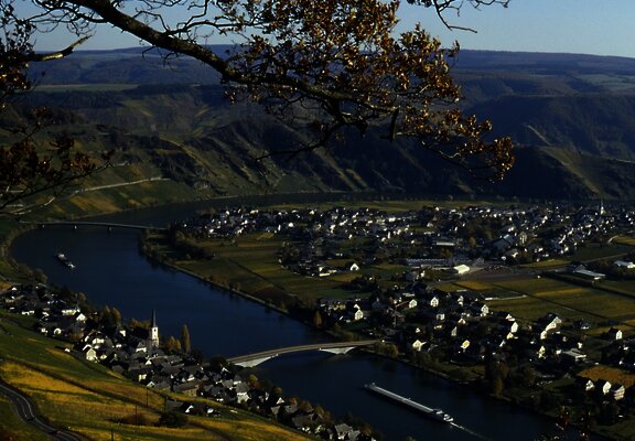 Moselweinberge bei Piesport