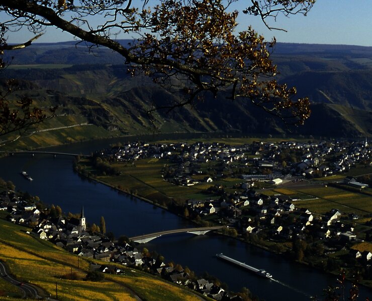 Moselweinberge bei Piesport
