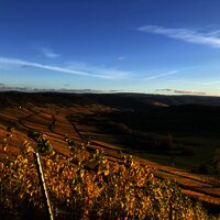 Weinberge im Herbst