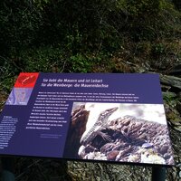 Station 7: die Mauereidechse liebt Riesling-Weinberge