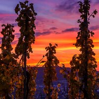 Sonnenuntergang an der Mosel