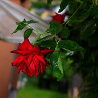 Blumen