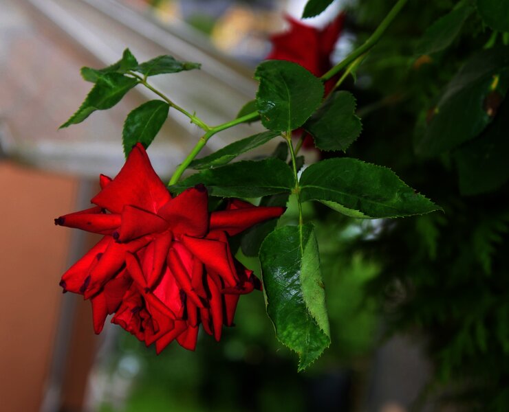 Blumen