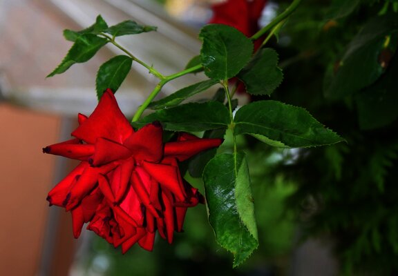 Blumen