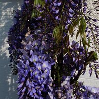 Rankgewächs am Quartier