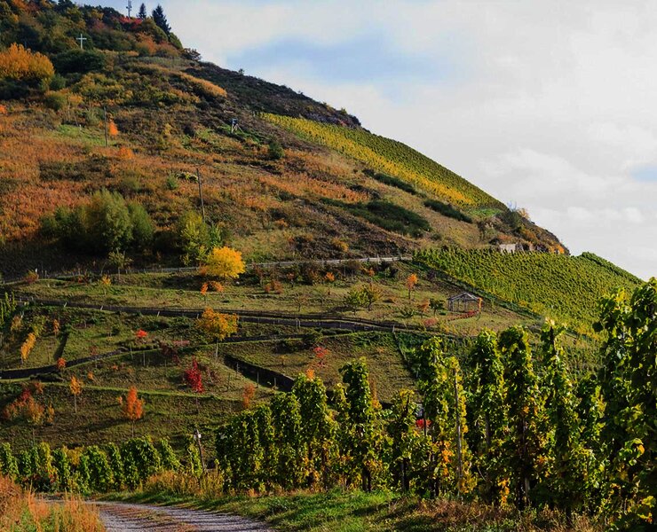 Weinberge Zeltingen-Rachtig