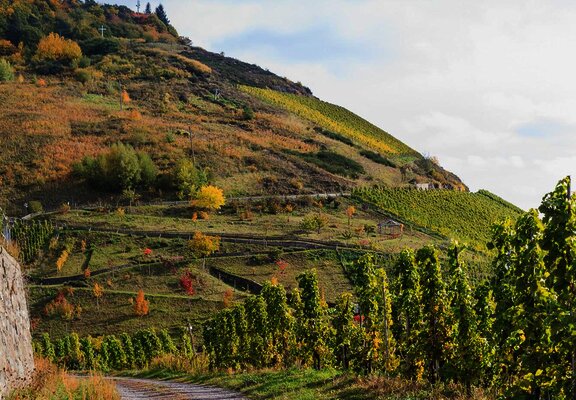 Weinberge Zeltingen-Rachtig