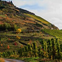 Weinberge Zeltingen-Rachtig