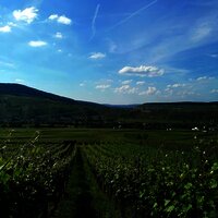 Brauneberger Weinberge