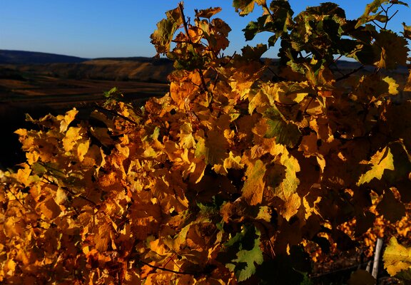 Weinberge im Herbst an der Mosel