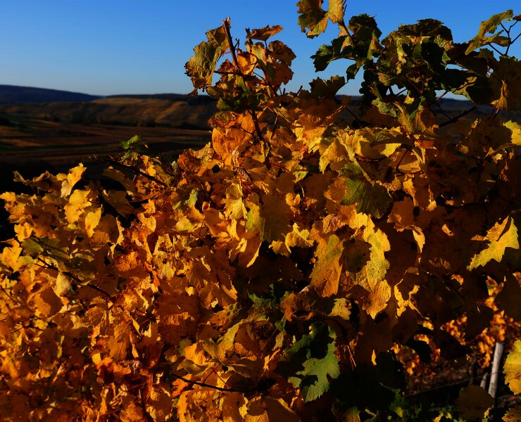 Weinberge im Herbst an der Mosel