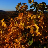 Weinberge im Herbst an der Mosel