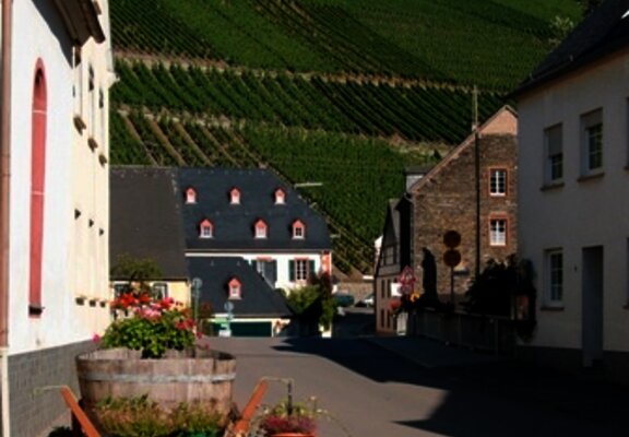 Blick auf die Weinberge