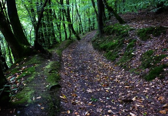 Waldweg oberhalb des Sirzenicher Baches