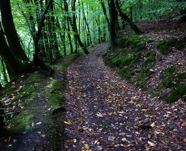 Waldweg oberhalb des Sirzenicher Baches