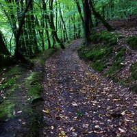 Waldweg oberhalb des Sirzenicher Baches