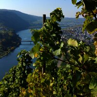 Weinreben mit Ausblick auf Mehring
