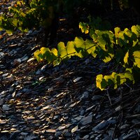 Schieferboden der Weinberge