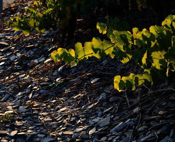 Schieferboden der Weinberge