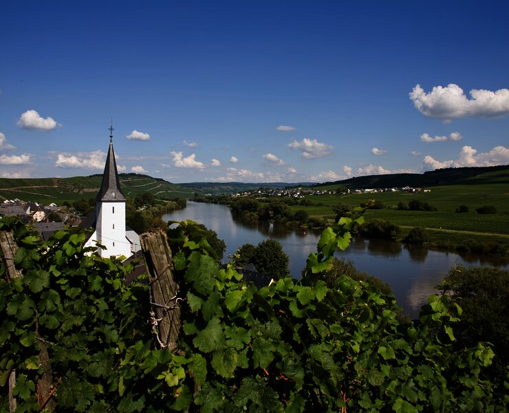 Blick auf die Weinberge und Kesten