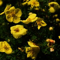 Blumen
