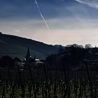 Weinberg mit Dhroner Kirche