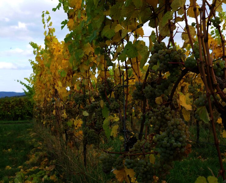 Weinberge an der Mosel
