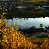 Bild Goldtröpfchen im Herbst