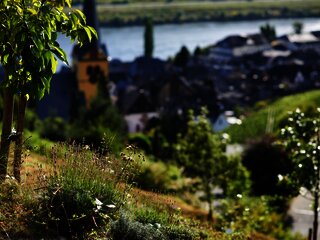 Exotisches im Sortengarten