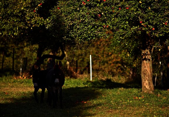 Der Mosel-Hunsrück bei Kleinich