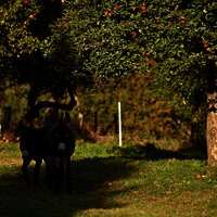 Der Mosel-Hunsrück bei Kleinich
