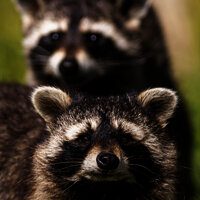 Das Bild zeigt zwei Waschbären.