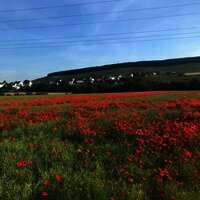 Mohnblumenfeld in Osann-Monzel