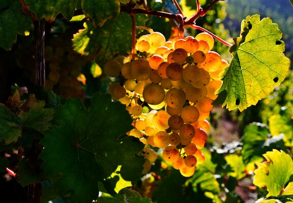Weintrauben im Weinberg