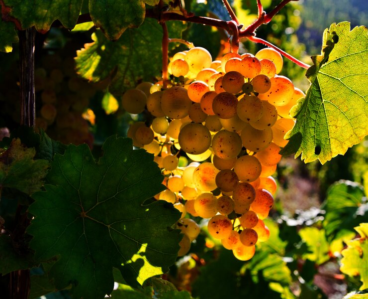 Weintrauben im Weinberg