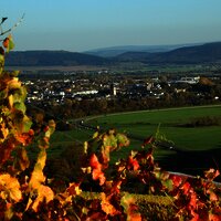 Weinberge bei Wittlich