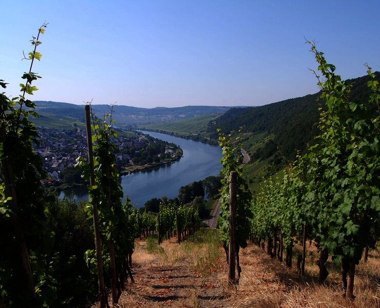 Blick auf Neumagen Dhron