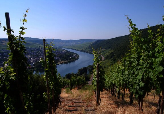 Blick auf Neumagen Dhron