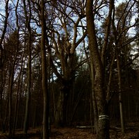 Förster Claus Eiche