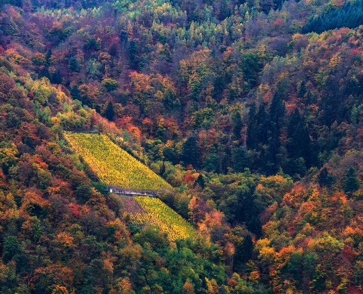Herbstliches Ambiente im Moselurlaub