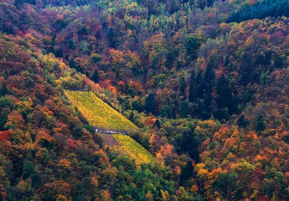 Herbstliches Ambiente im Moselurlaub