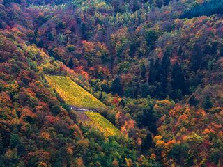 Herbstliches Ambiente im Moselurlaub