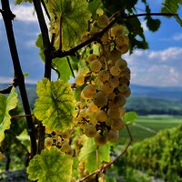 Weingut Hammes Trauben
