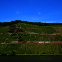 Fahrt entlang der Weinlage Wehlener Sonnenuhr