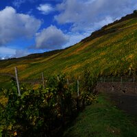 Weinberge an der Mosel